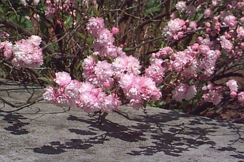 Rózsaszín teltvirágú babarózsa