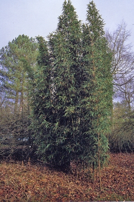 Egyenesszárú bambusz, zöldszárú templombambusz