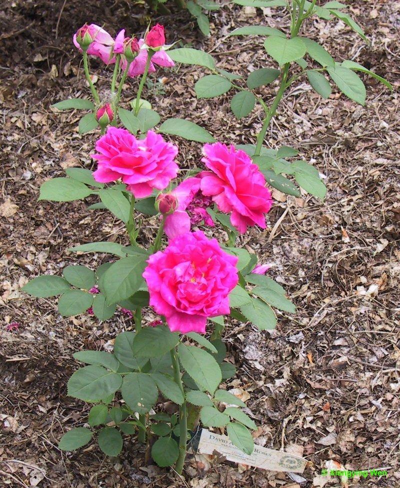 Talajtakaró rózsák