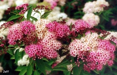 "Genpei" Kétszínű virágú japán gyöngyvessző