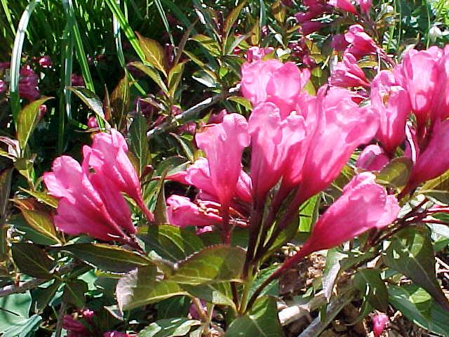 Bordópiros levelű rózsalonc