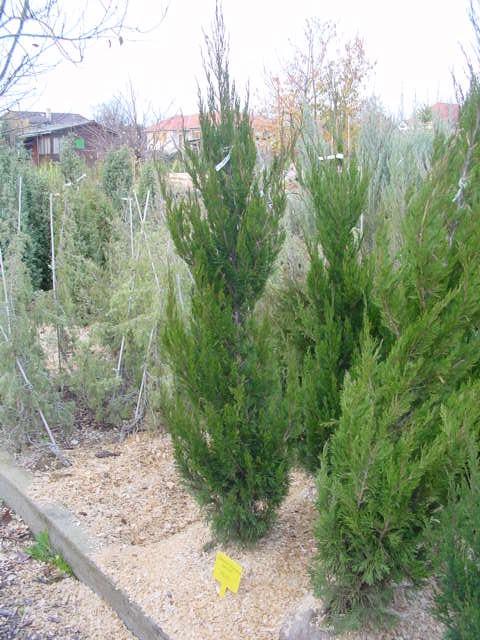 Juniperus chinensis "Spartan" 