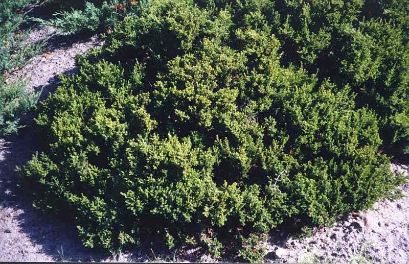 Juniperus communis "Anna Maria" 