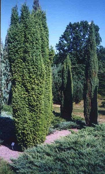 Juniperus communis "Bruns" 