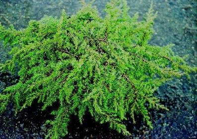 Juniperus communis "Green Carpet" 