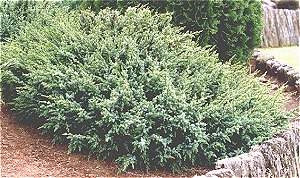 Juniperus pingii Pygmaea 