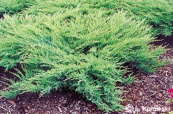 Juniperus sabina "Glauca" 