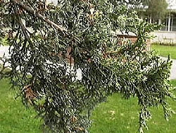 Juniperus scopulorum "Pathfinder" 