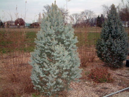 Picea pungens "Iseli"s Fastigiata" 