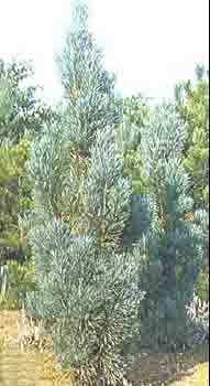 Pinus sylvestris "Fastigiata" 
