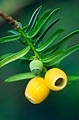 Sárga magköpenyű tiszafa
