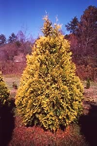 Thuja occidentalis "Aurescens" 