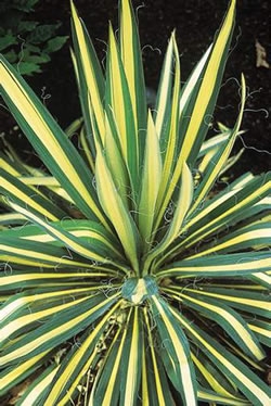 Yucca flaccida "Golden Sword" 