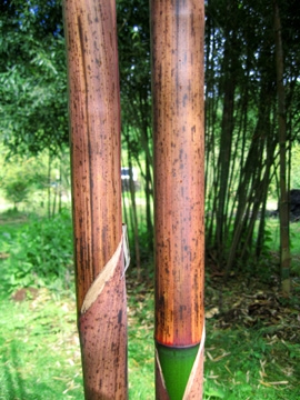 Kék bambusz