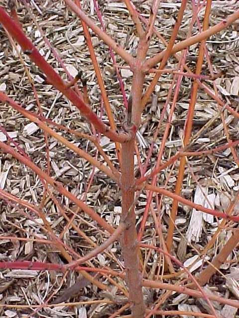 Cornus sanguinea "Winter Beauty" 