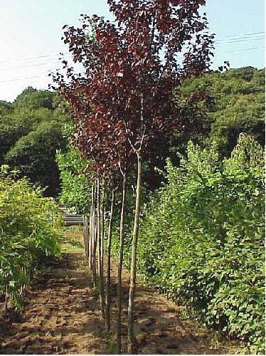 Prunus cerasifera "Woodii" 