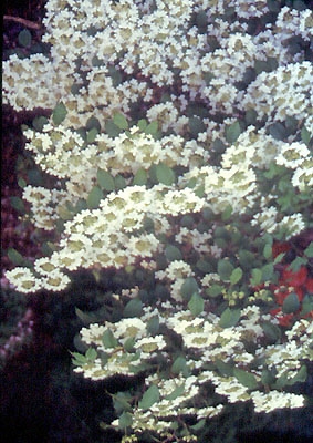 Viburnum plicatum "Watanabe" 