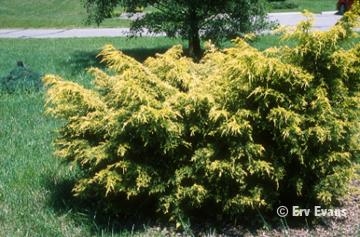 Juniperus x media "Saybrook Gold" 