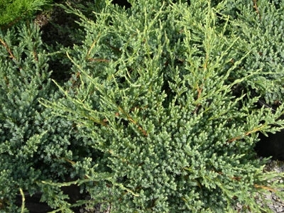 Juniperus squamata "Holger" 
