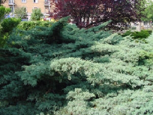 Juniperus virginiana "Hetzii" 