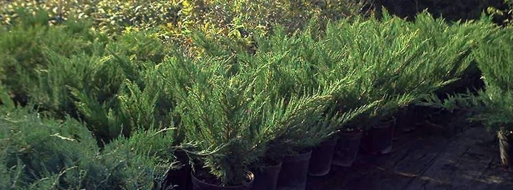 Juniperus virginiana "Tripartita" 