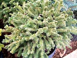 Picea abies "Remontii" 