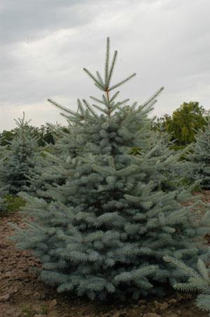 Picea pungens "Edith" 
