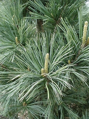 Pinus flexilis "Glauca" 