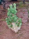 Pinus thunbergii "Kotobuki" 