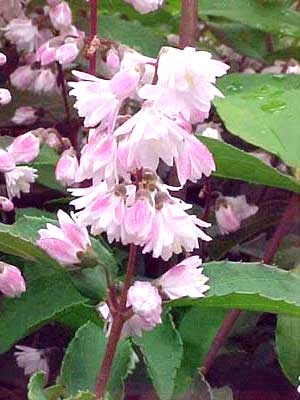 Teltvirágú rózsaszín gyöngyvirágcserje