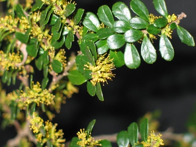 Chilei kislevelű vaníliafa