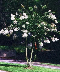 Lagerstroemia "Acoma" 