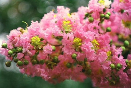 Lagerstroemia "Osage" 