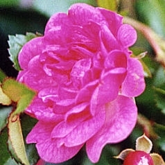 Sötétrózsaszín virágú talajtakaró rózsa