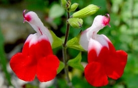 Salvia microphylla "Hot Lips" 