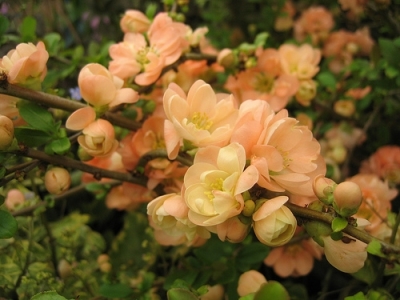 Chaenomeles speciosa "Geisha Girl" 