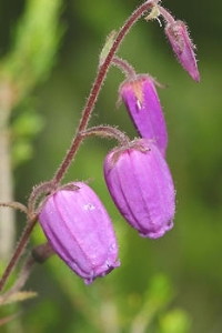 Daboecia cantabrica "Purpurea" 