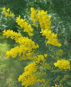 Genista racemosus 
