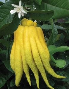 Buddha keze citrom