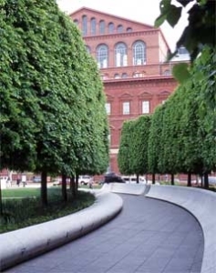 Greenspire sudár kislevelű hárs