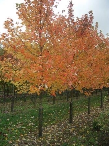 Acer freemanii "Celebration" 