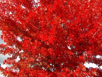 Autumn Blaze vörös juhar