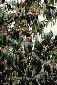 Örökzöld perzsafa