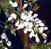 Wisteria brachybotrys "Shiro Kapitan Fuji" 