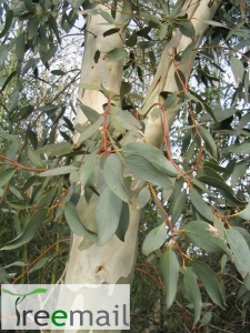 Télálló havasi eukaliptusz