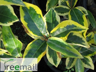 Tarkalevelű ezüstfa