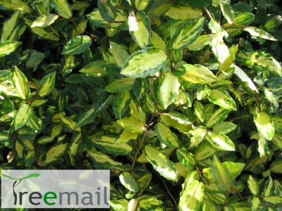 Elaeagnus ebbingei "Limelight" 