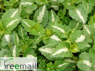 Lamium maculatum "Red Nancy" 