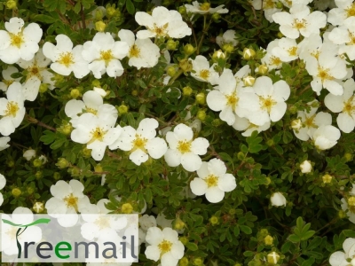 Fehér virágú cserjés pimpó