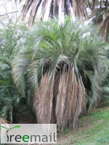 Butia eriospatha